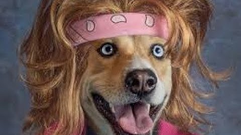 Vidéo de CHIENS  drôles video drole de chien qui pete 🐱 🤣 #11