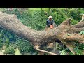 Tireless cut trees from the riverside to the roadside