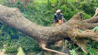 Tireless‼ Cut trees from the riverside to the roadside.