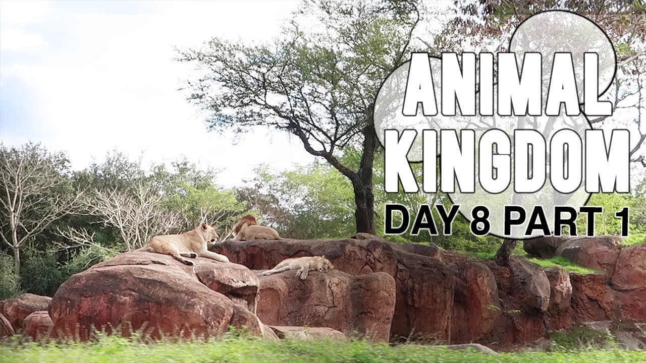 An Early Morning Safari at Animal Kingdom | Disney Marathon + NYE | Day