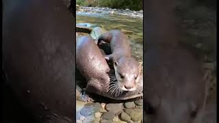 River Otter Pups Water Wrestle: Splashes, Tail Nips & Slides! 🦦💦😂