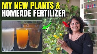 New Plants Homemade Fertilizer My Productive Evening Routine The SwaLife Daily Vlog