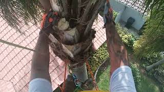 Pruning a queen palm and securing myself using a climbing line and Notch Quickie