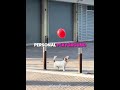 This Puppy Love His Balloon 🤣🎈 #shorts