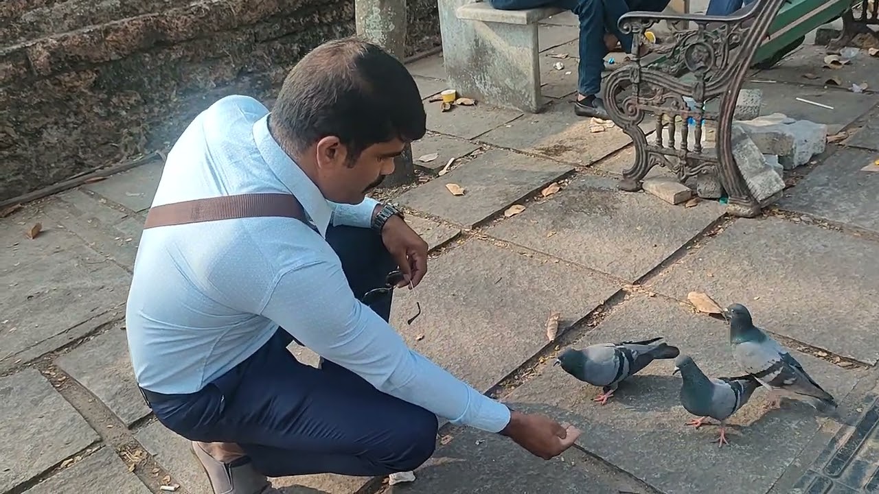 புறாவுக்கு சாப்பாடு கொடுக்கும் போது // Kochi // 2026