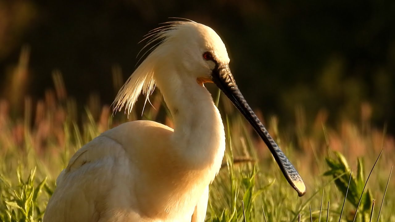 Kolpík bílý, Spoonbill, Rotgesichtlöffler, Platalea, Spatule d'Afrique, Platalea alba,Warzęcha zwyc
