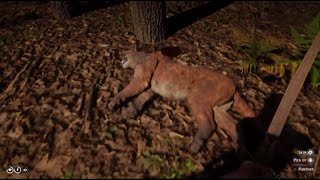 How to Hunt Panthers in Red Dead Redemption 2