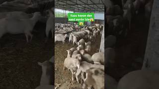 Kuzu Koyundan Nasil Ayrilir 😱😱