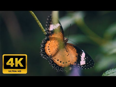 Butterflies: The Colorful Fluttering Jewels of Nature