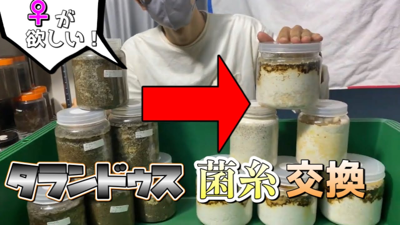 Talandus] First instar → Third instar: Mycelial exchange! - YouTube