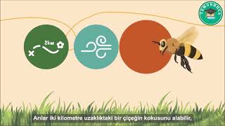 Arilar Varsa Hayat Var I