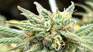 Blue Dream Grow - Flower day 49 - Days from harvest in the Spider Farm 5x5 with SE 7000 grow light