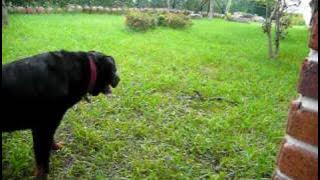 dog vs snake
