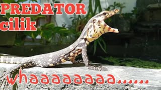 Download Lagu Hewan Predator- Nyambek cilik jinak MP3