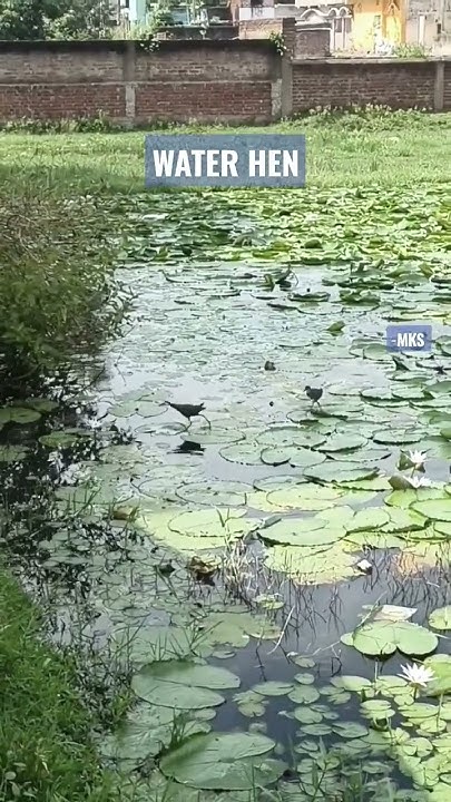 Amazing Fact That Water Hen In Hindi waterhen shorts viral amazing-fact-that-water-hen-in-hindi-waterhen-shorts-viral