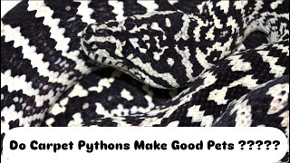 Celebrity Do Carpet Pythons Make Good Pets? & Handling a Nervous Carpet Python Net Worth