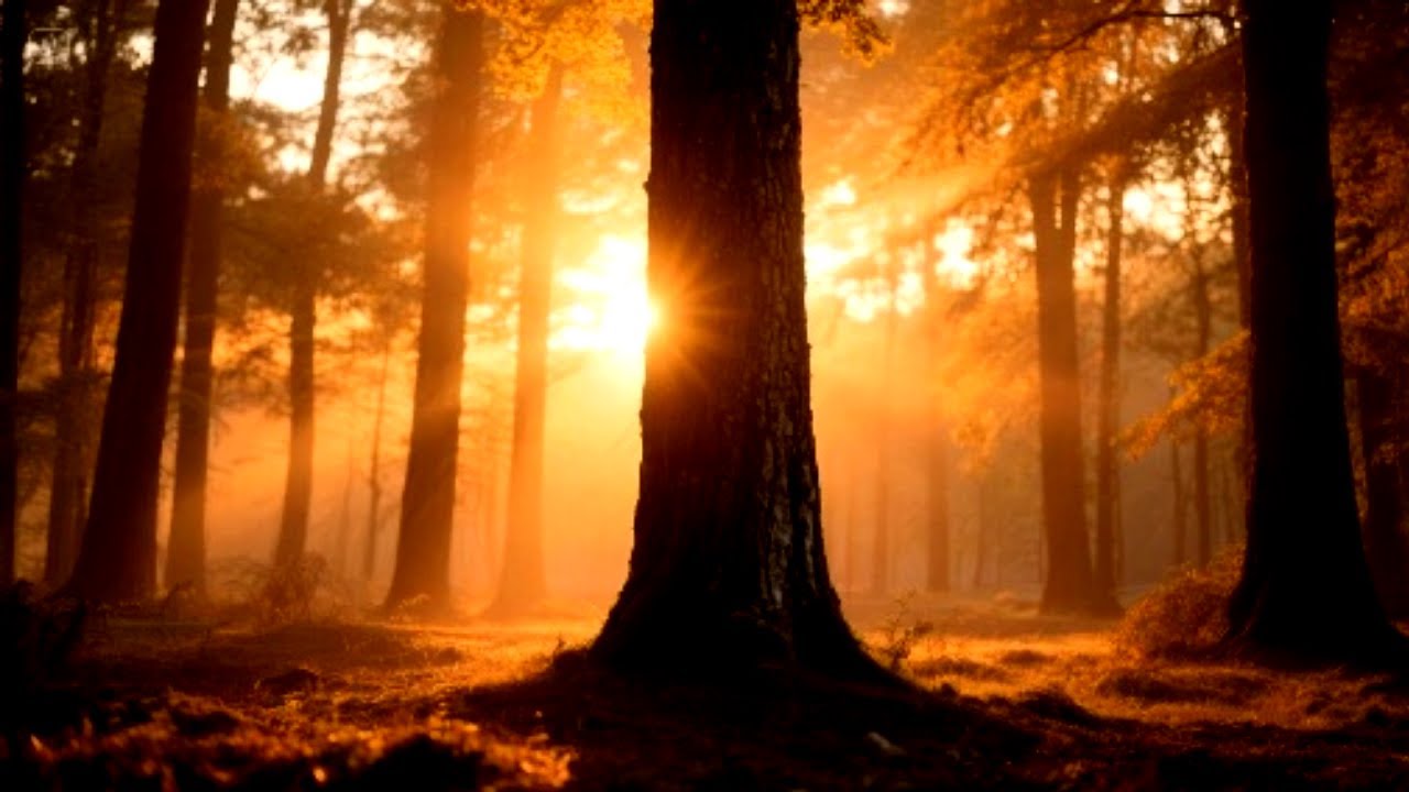 Nature Sound ๐ฟ Soothes The Nervous System and Refreshes The Soul, Nature Sound Relaxing Music *19 Nature Sound ๐ฟ Soothes The Nervous System and Refreshes The Soul, Nature Sound Relaxing Music *19