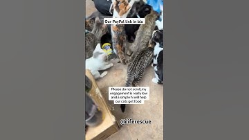 Please do not scroll my engagement is really low and a simple hii will help our cats food #kitten