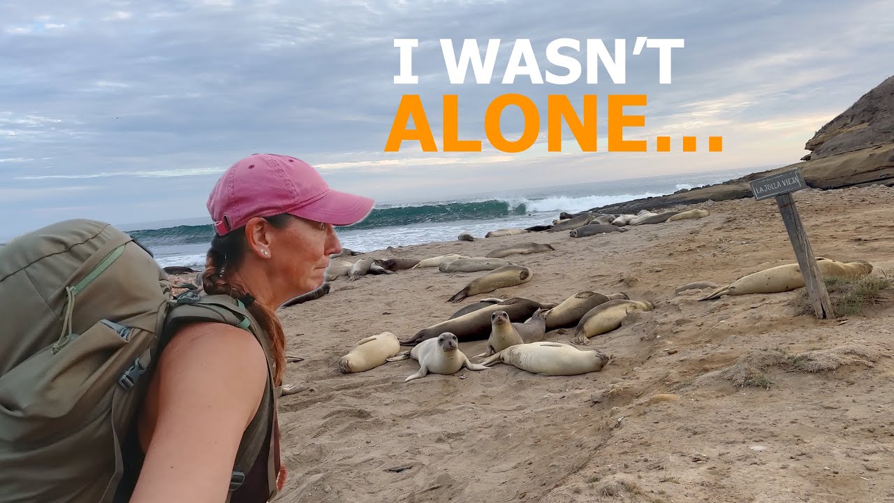 Creeping by seals on a beach.