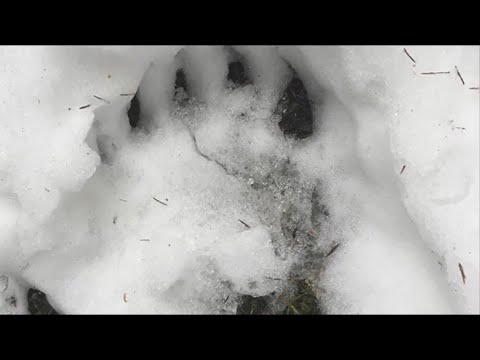 Video: Ako Sa Zachovať Pri Stretnutí S Medveďom