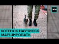 В Турции котенок научился маршировать - Москва 24