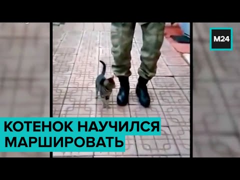 В Турции котенок научился маршировать - Москва 24