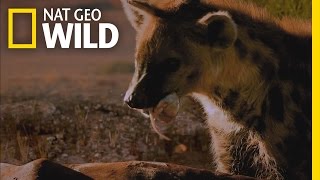 Casualties of the Desert | Africa's Wild West