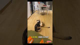 😼 Belang si Provokator #shorts #viral