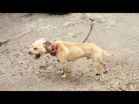 thompson kennels apbt