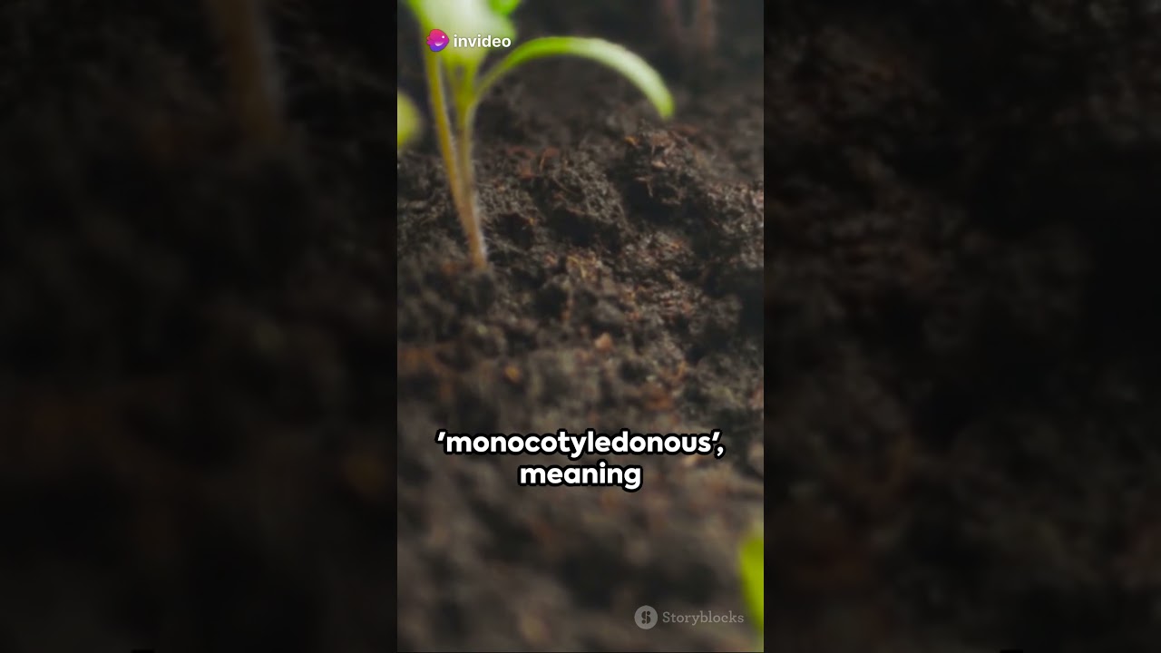 Cotyledon | The Seed's First Leaf