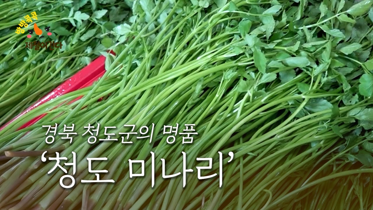 경북 청도군의 명품, ‘청도 미나리’