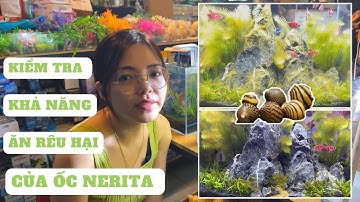 Ốc Nerita Ăn Rêu Hại Cho Bể Thuỷ Sinh , SỰ THẬT CÓ ĐÚNG KHÔNG ???