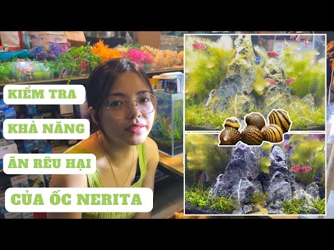 Video Ốc Nerita Ăn Rêu Hại Cho Bể Thuỷ Sinh , SỰ THẬT CÓ... - youtube