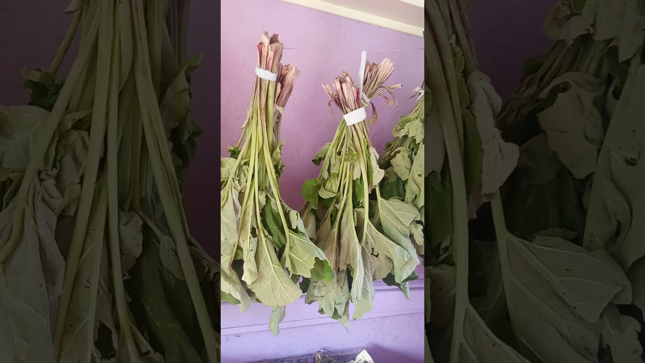 So dry the leaves of the burdock. Так сушим листья лопуха.