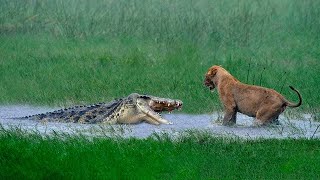 Этот Крокодил Пожалел Что Напал На Льва! Редкие сражения Животных Снятые На Камеру...
