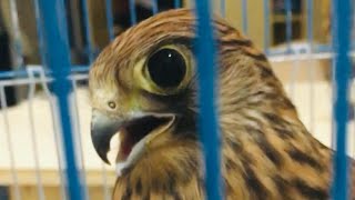 amazing sounds of falcon Arabian eagle screenshot 2