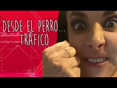 Desde el perro… tráfico