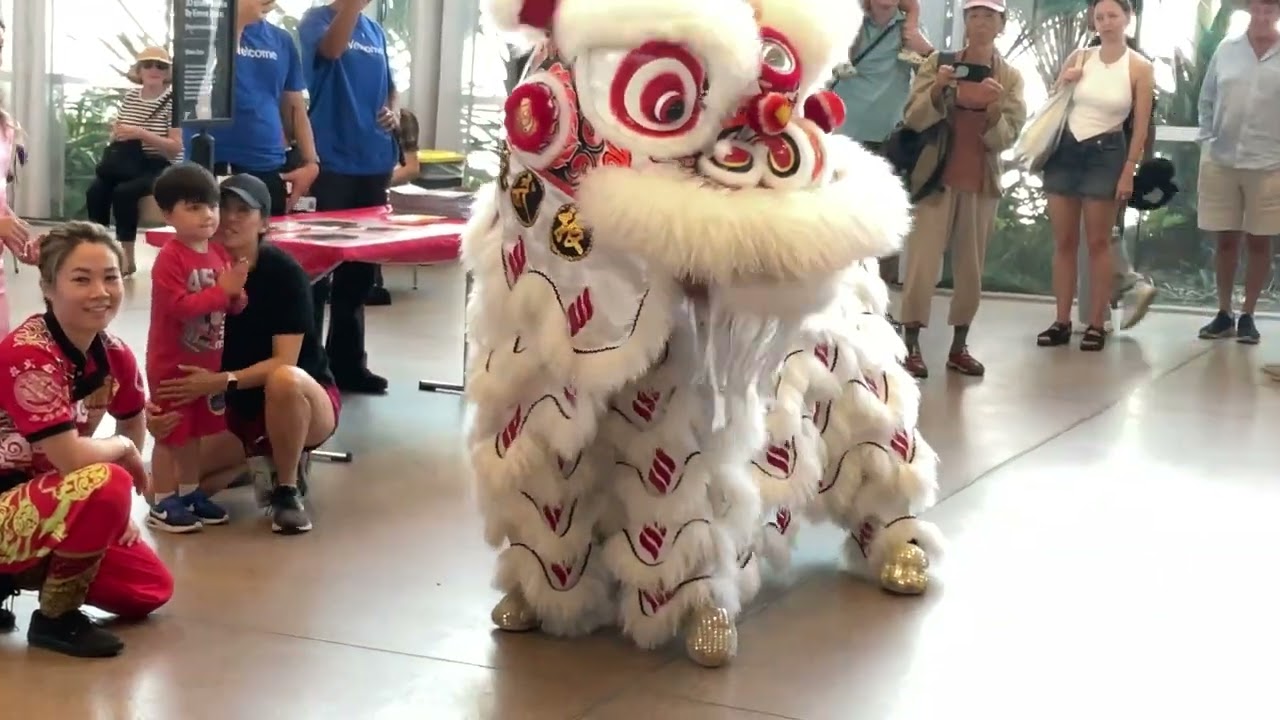 4️⃣K Fire Horse 🐎 NCY Lion 🦁 Dance in the Art Gallery of NSW by Highly Honoured Jin Wu Kung Team.
