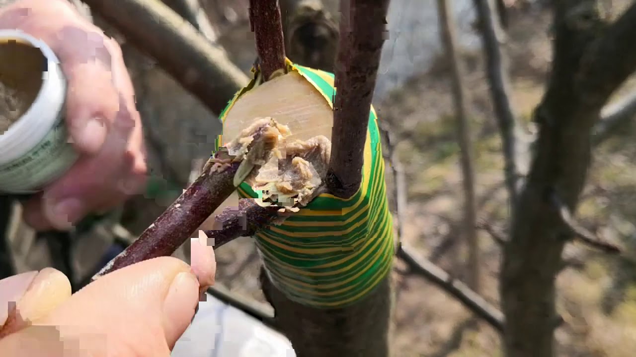 ALTOIREA POMILOR FRUCTIFERI