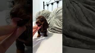 Sausage Soother: A Dachshund Pup's Sweet Bond with His Owner!