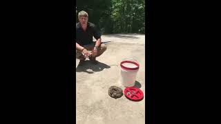 What does a Timber Rattlesnake look like?