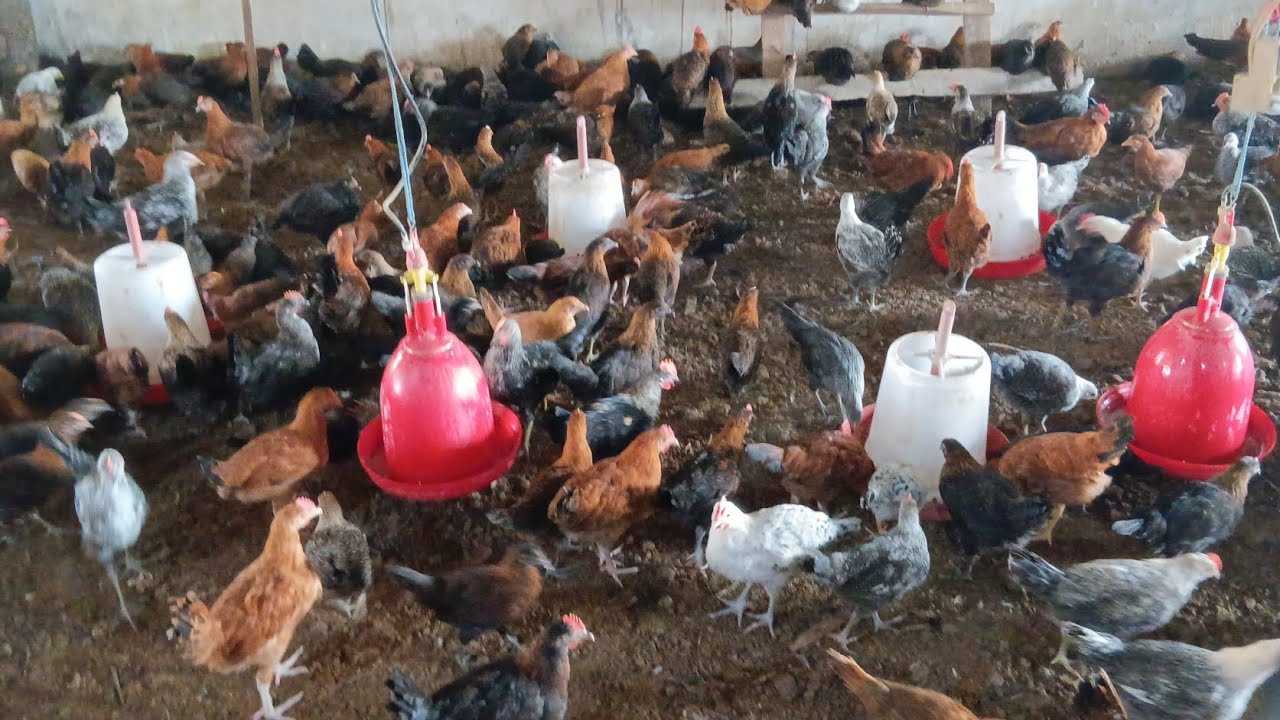 Poultry Farm 
