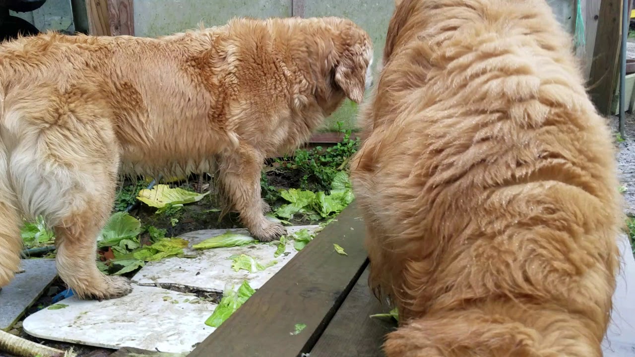 癒し動画 うさぎ 山葵の葉っぱは食べないゴールデンレトリバー　[雨ゴミで画面の乱れあり]