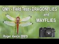 OM1 - Field Test - Dragonflies and Mayflies