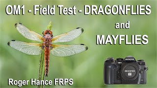 OM1 - Field Test - Dragonflies and Mayflies