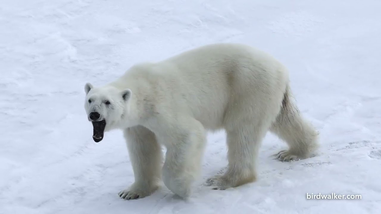 Polar Bear encounter, June 2025