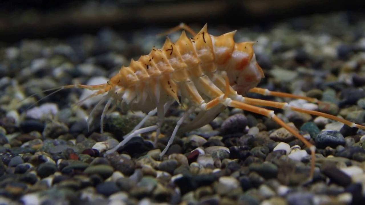 琵琶湖博物館のニュースター バイカル湖産大型ヨコエビ - YouTube