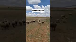 Kangal koyunu part 2 #keşfet #keşfetbeniöneçıkar #kangal #kangalkoyunu #kayseri #sarız