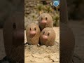 Real life pokemon evolution #pokemon #realisticpokemon #ai #diglett #dugtrio