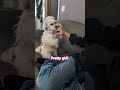 sit pretty #puppy #cuteanimal #shorts #shihtzu